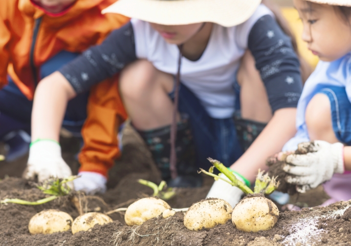 植え付けから収穫まで体験